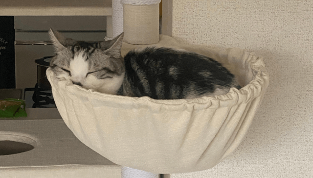 ハンモックで寝る猫