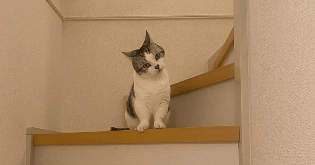 階段から見る猫