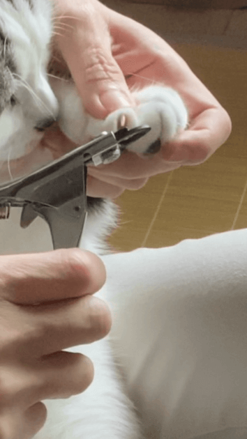 猫の爪を切る
